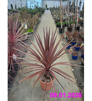 Cordyline australis 'Paso Doble'® C 9 L